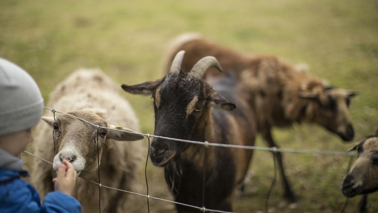 Birkenhof, jeden Morgen werden gemeinsam die Tiere gefüttert. Birkenhof, jeden Morgen werden gemeinsam die Tiere gefüttert.